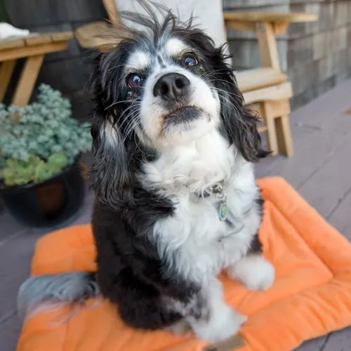Chill Pad Dog Bed Pumpkin