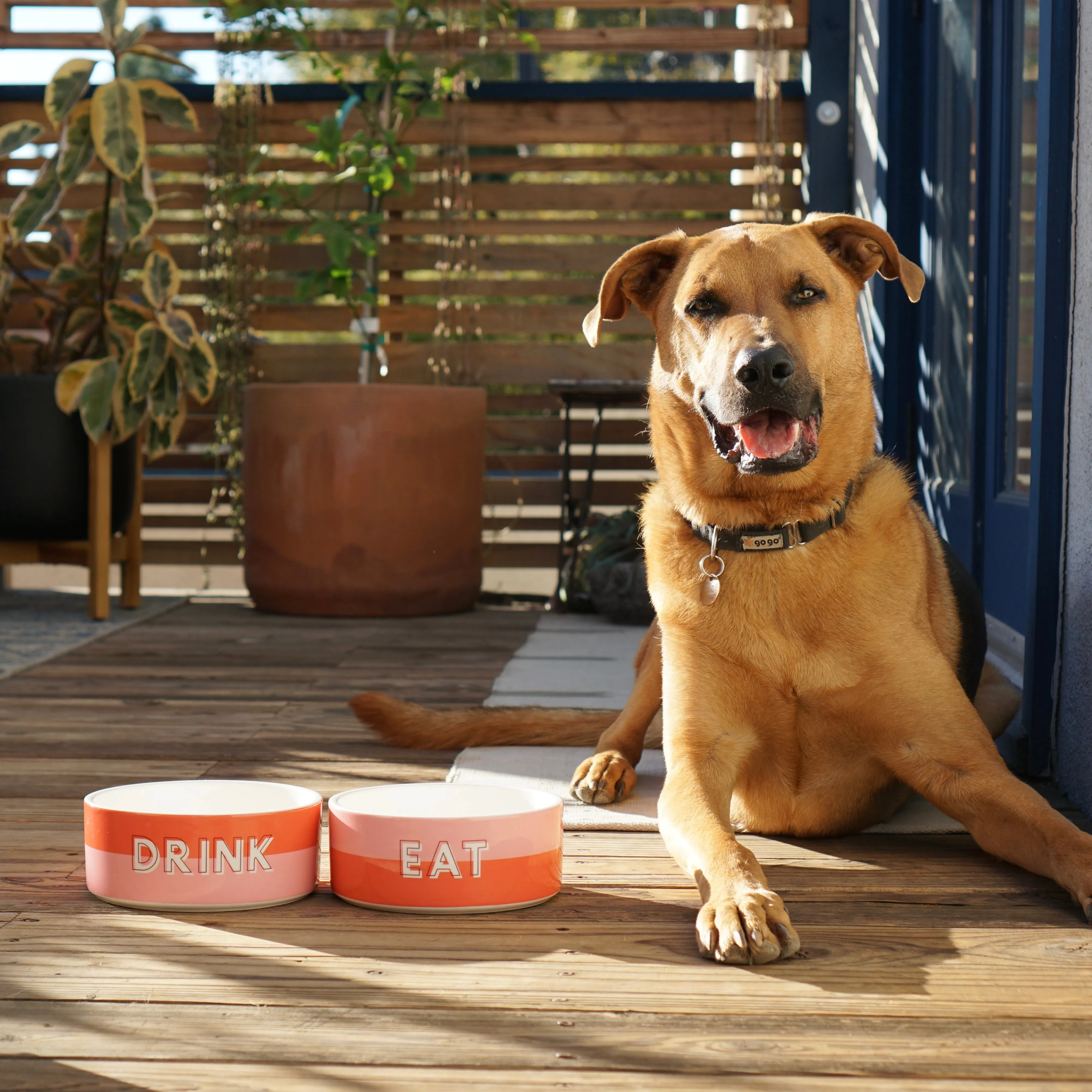 Custom Color Duo Dog Bowl